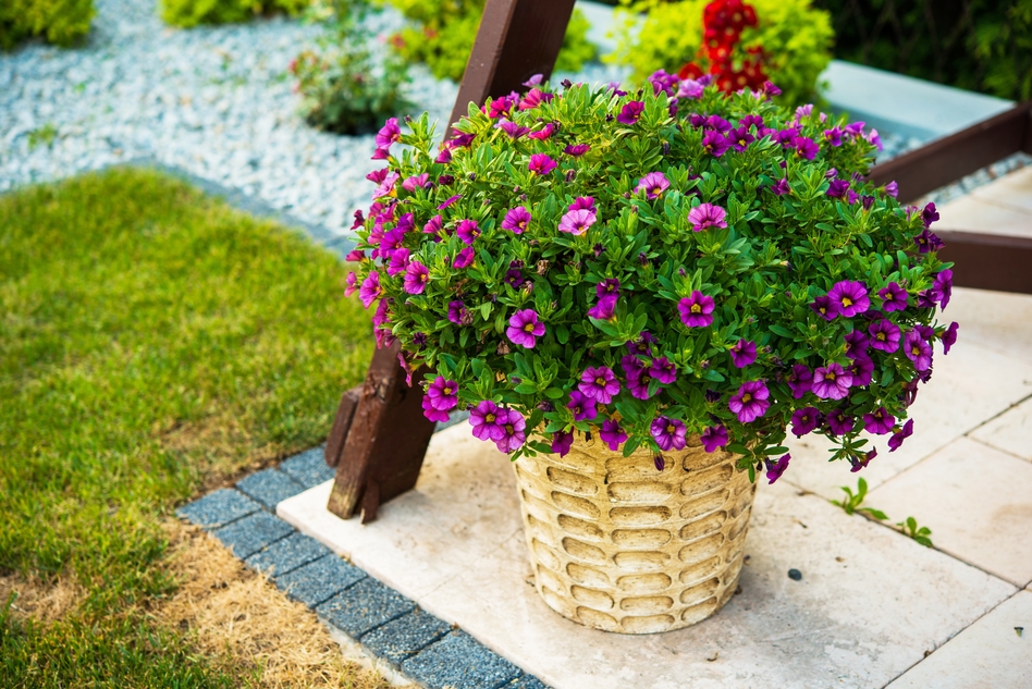 Garden flowers decoration